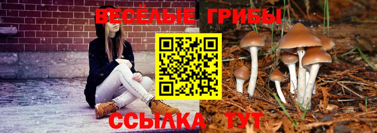 Псилоцибиновые грибы Psilocybe Кисловодск